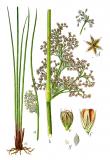 Flatter-Binse-Juncus-effusus-Sturm.jpg