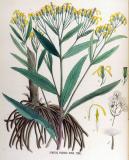 .Fuchssches-Greiskraut-Senecio-ovatus-Jan-Kops.jpg