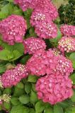 Garten-Hortensie-Hydrangea_macrophylla_01.jpg