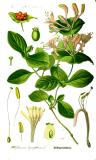 .Illustration_Lonicera_caprifolium0-PS-2.jpg