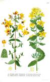 Geflecktes-Johanniskraut-_Hypericum-maculatum-Lindmann.jpg