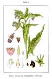 .Gemeiner-Beinwell-Symphytum-officinale-Sturm.JPG