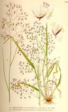 Geschlaengelte-Schmiele-Deschampsia-flexuosa-Lindman.jpg