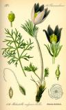 .Thomé_Illustration_Pulsatilla_vulgaris0-PS.jpg