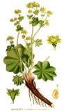 .Gewoehnlicher-Frauenmantel-Alchemilla-vulgaris-Lindman.jpg