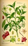 .Gewoehnlicher-Spindelstrauch-Euonymus-europaeus-Thomé.jpg