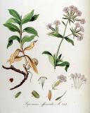 .Gewoehnliches-Seifenkraut-Saponaria-officinalis-Jan-Kops.jpg