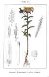 Golddistel_Carlina_vulgaris_Sturm-PS.jpg