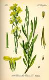 Thomé_Goldlack_800px-Illustration_Cheiranthus_cheiri0-PS.jpg