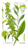 .Gewoehnliche-Goldrute-Solidago-virgaurea-Thomé.jpg