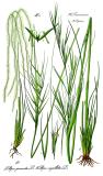 .Illustration_Stipa_pennata0-PS.jpg