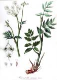 .Grosse-Bibernelle-Pimpinella-major-Kops.jpg