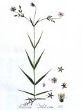 Grosse-Sternmiere-Stellaria-holostea-Kops.jpg