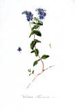 .Grosser-Ehrenpreis-Veronica-teucrium-Jan-Kops.jpg