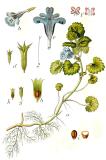 Glechoma_hederacea_Sturm27-PS.jpg