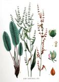 Hain-Ampfer-Rumex-sanguineus-Kops.jpg