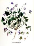 .Hainveilchen-Viola-riviniana-Jan-Kops.jpg