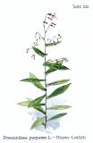 Hasenlattich-_Prenanthes-purpurea_-Oltmanns.jpg