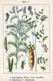 Hecken-Wicke-Vicia-dumetorum-Sturm.jpg