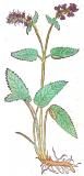 .Heil-Ziest-Stachys-officinalis-Bock.jpg