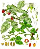 Himbeere-Rubus_idaeus_-_Koehler–s_Medizinal-Pflanzen-124.jpg