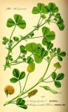 .Hopfenklee-Medicago-lupulina-Thomé.jpg