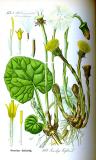 Huflattich-Tussilago-farfara-Thomé.jpg