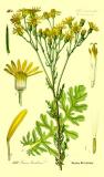 .Jakobs-Greiskraut-Senecio-jacobaea-Thomé.jpg