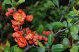 .Japanische-Zierquitte-Chaenomeles-japonica-Berberis-Quaxoc.jpg