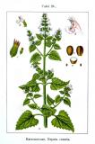 .Katzenminze-Nepeta-cataria-Sturm.jpg