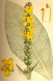 .Kleinbluetige-Koenigskerze-Verbascum-thapsus-Lindman.jpg