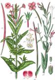 .Kleinbluetiges-Weidenroeschen-_Epilobium-parviflorum_-_rechts_,-von-Jacob-Sturm-PS.jpg