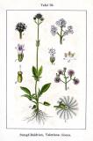 .Kleiner-Baldrian-Valeriana_dioica_Sturm52.jpg