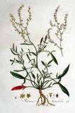 Rumex_acetosella_Kops_Flora_Batava_Volume_v1.jpg