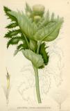 .Kohldistel-Cirsium-oleraceum-Lindman.jpg