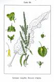 .Krauser-Ampfer-Rumex-crispus-Sturm.jpg