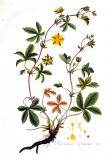 Kriechendes-Fingerkraut-Potentilla-reptans-Kops.jpg