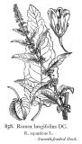 Langblaettriger-Ampfer-_Rumex-longifolius_-Fitch.jpg