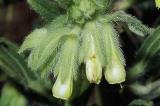 .Lotwurzart-Onosma_arenaria.jpg