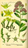 .Thomé_607px-Illustration_Sedum_telephium0-PS.jpg