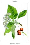 Echte-Mehlbeere-Sorbus-aria-Sturm.jpg