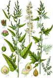 .Melden-Atriplex-spp-Sturm.jpg