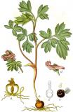 .Mittlerer-Lerchensporn-Corydalis-intermedia-Sturm.jpg