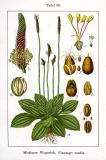 .Mittlerer-Wegerich-Plantago-media-Sturm.jpg