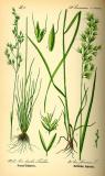 Moorschmiele-Deschampsia-setacea-Thomé.jpg