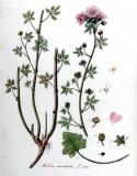 .Moschus-Malve-Malva-moschata-Jan-Kops.jpg