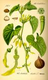 Osterluzei_Aristolochia_clematitis-Thomé-PS.jpg