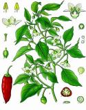 .Paprika-Capsicum_annuum_-_Koehler–s_Medizinal-Pflanzen-027.jpg