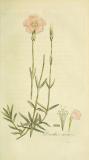 .Pfingst-Nelke__Dianthus-gratianopolitanus__Roemer_Flora_Europaea_inchoata__Pl._37___6033188730_.jpg