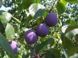 Fruits_Prunus_domestica-PS.jpg